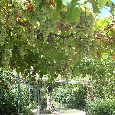 Guest house Spiro